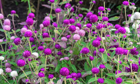 Gomphrena globosa, globe amaranth (mix)