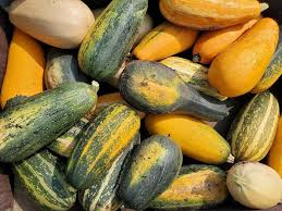Cucurbita pepo, Palestinian summer squash mix