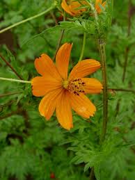 Cosmos sulphureus, Orange cosmos