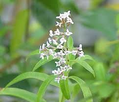 Aloysia citrodora, Lemon verbena