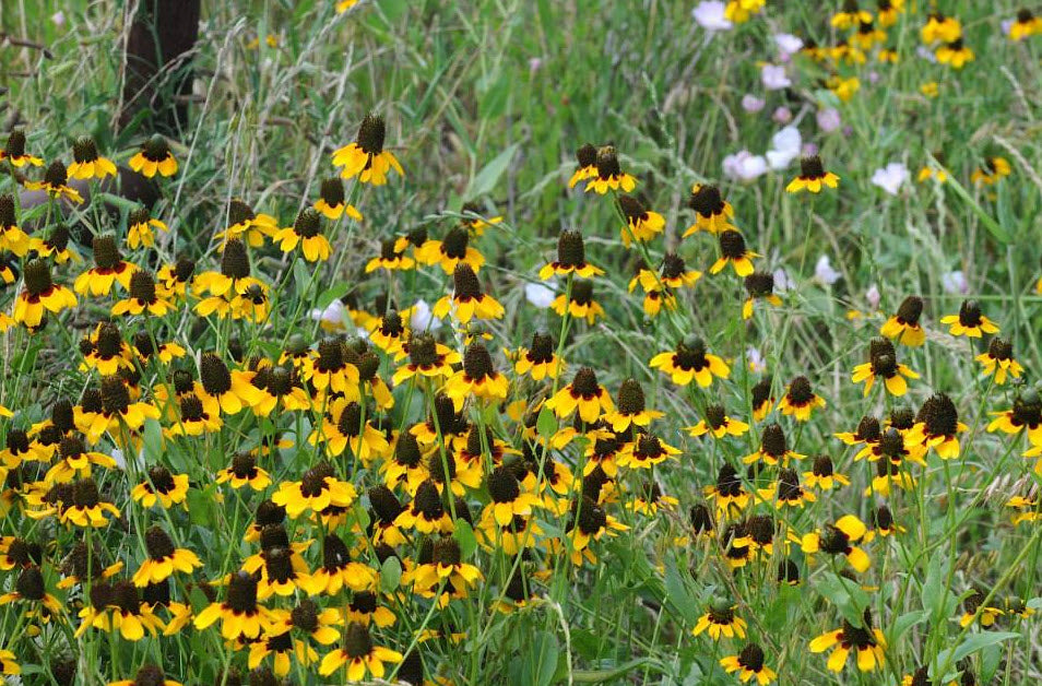 Dracopis amplexicaulis, clasping coneflower