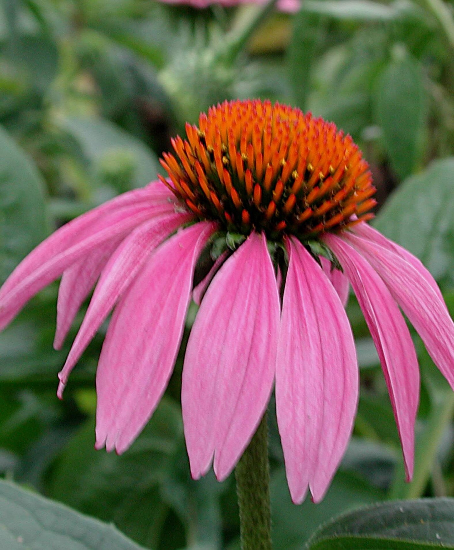 Echinacea purpurea, Purple Coneflower