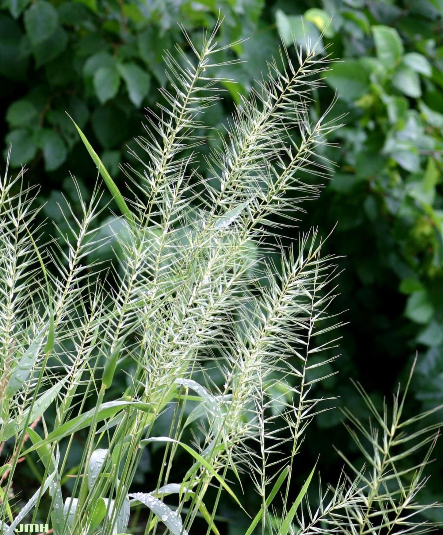 Elymus hystrix, Bottlebrush Grass