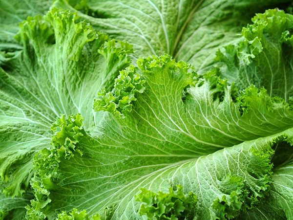 Brassica juncea, Green wave mustard