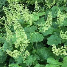 Heuchera villosa , hairy alum root