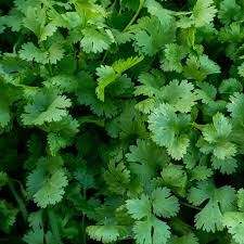 Petroselinum crispum, Giant of Italy parsley