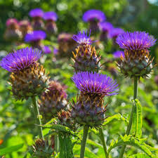 Cynara cardunculus, Cardoon