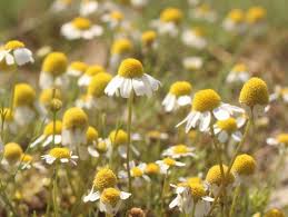 Matricaria chamomilla, German chamomile