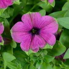 Petunia x hybrida, Garden petunia (purple and white)