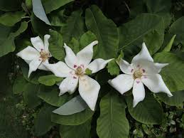 Magnolia macrophylla, bigleaf magnolia