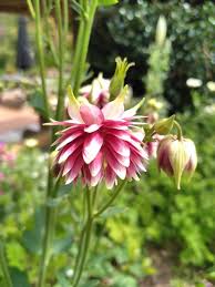 Aquilegia vulgaris var. stellata 'Nora barlow', Columbine