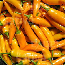 Capsicum annuum, Tequila sunrise pepper (sweet)