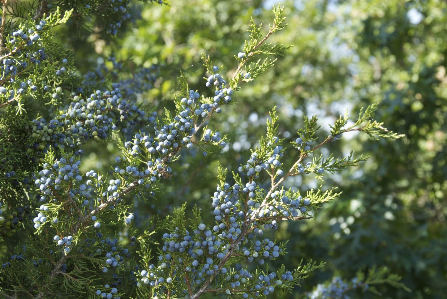 Juniperus communis, common juniper