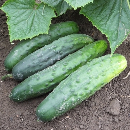 Cucumis sativus 'Marketmore 76', marketmore 76 cucumber