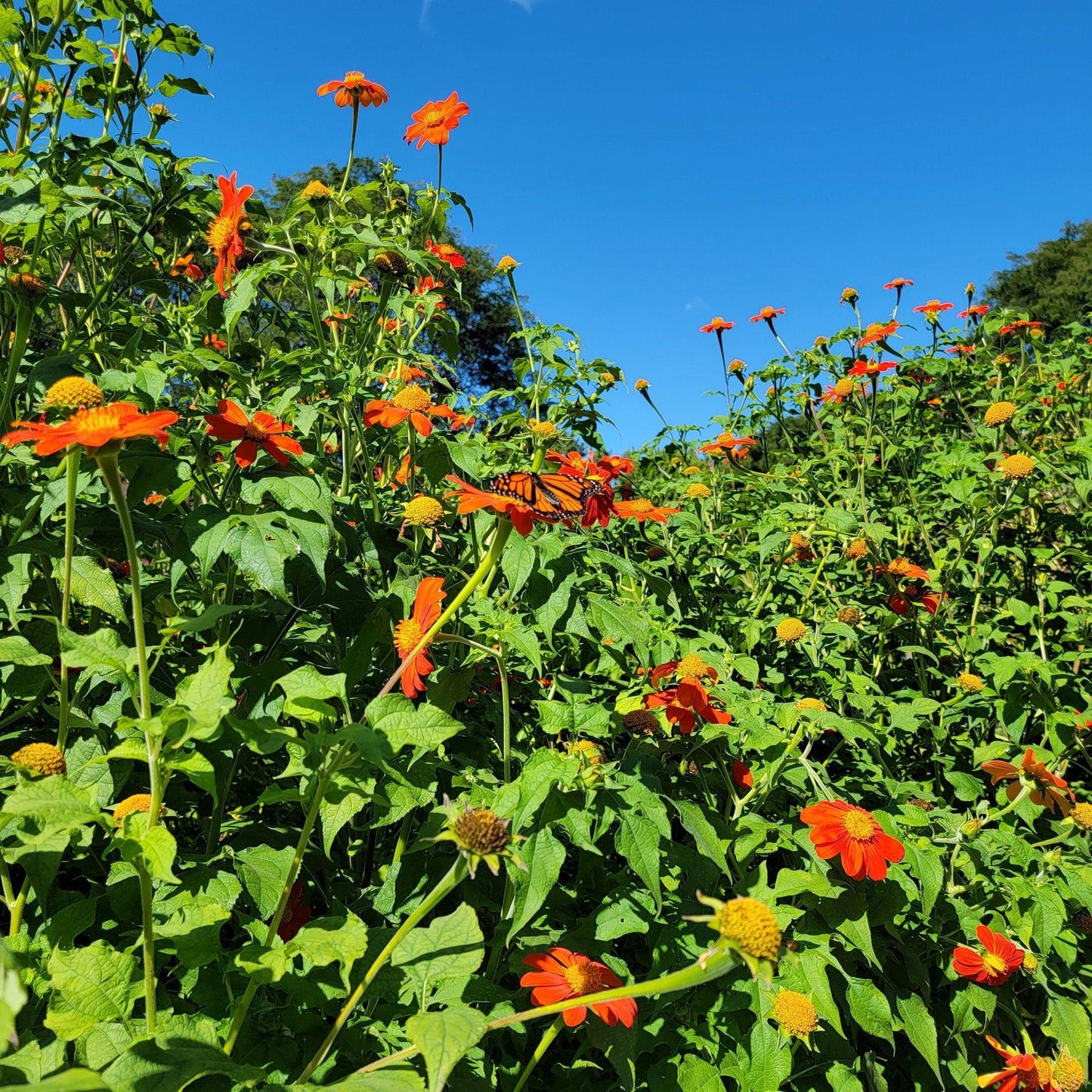 Tithonia rotundifolia, Mexican Sunflower