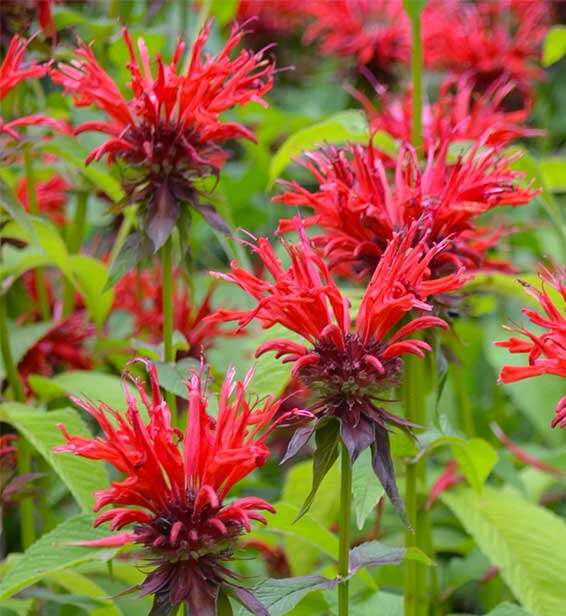 Monarda didyma, Scarlet beebalm