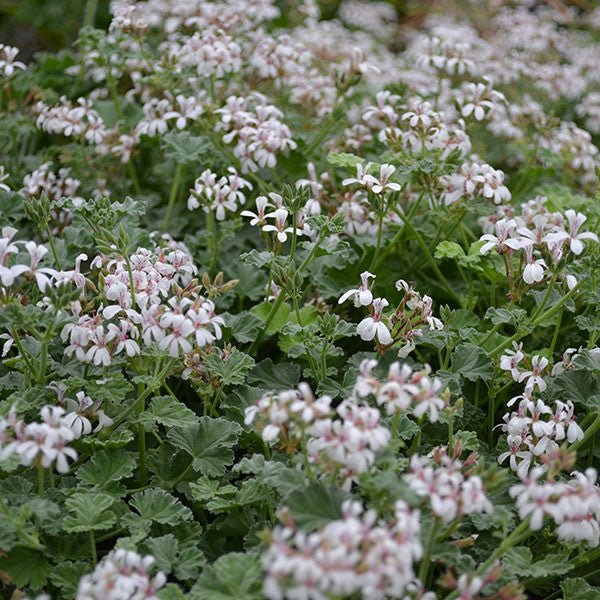 Pelargonium fragrans 'Variegatum', variegated nutmeg geranium