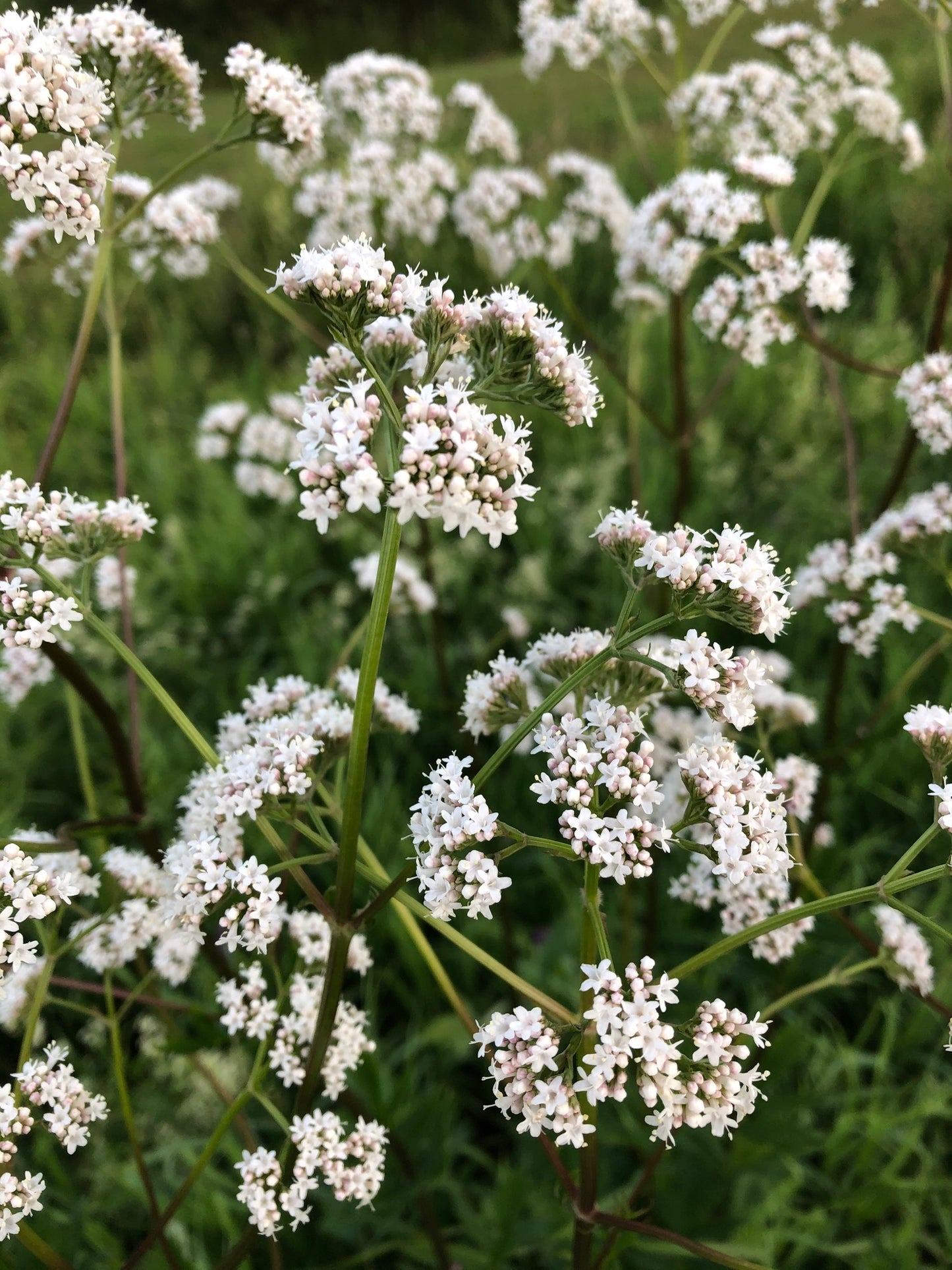 Valeriana officinalis, Valerian