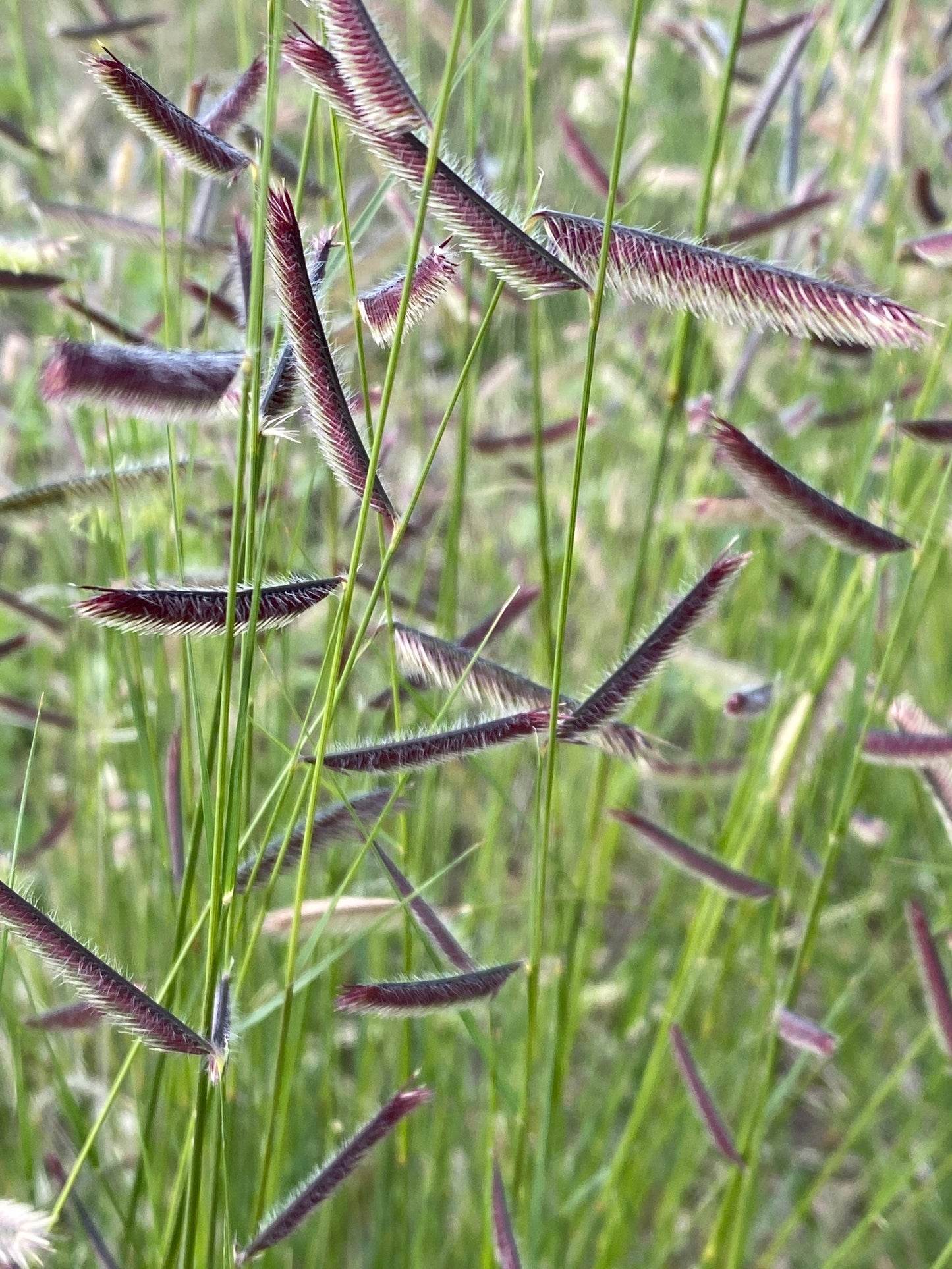 Bouteloua gracilis, Blue grama