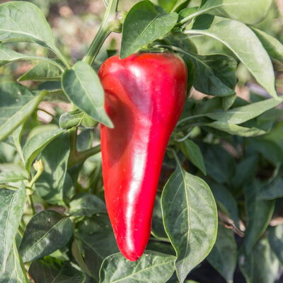 Capsicum annuum 'Lipstick', lipstick pepper
