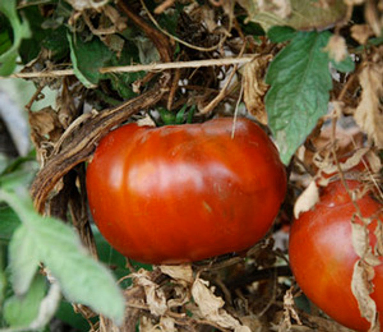 Solanum lycopersicum, Paul Robeson tomato
