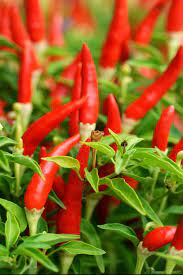 Capsicum frutescens, Piri piri pepper