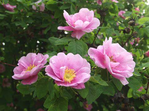 Rosa blanda, smooth rose