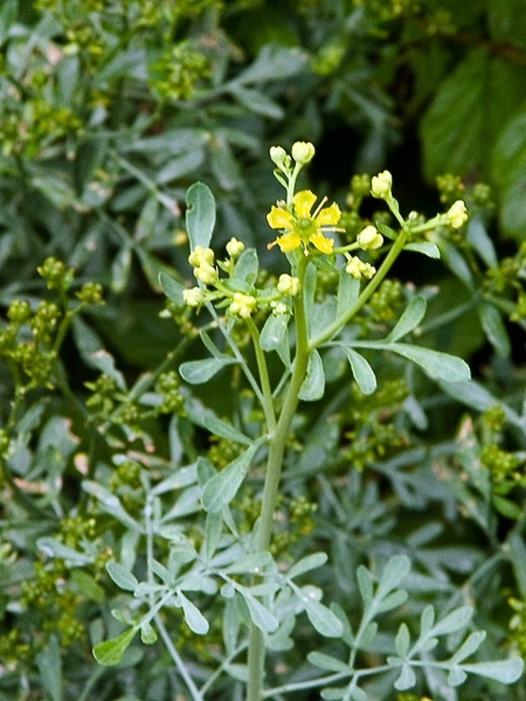 Ruta graveolens, Rue