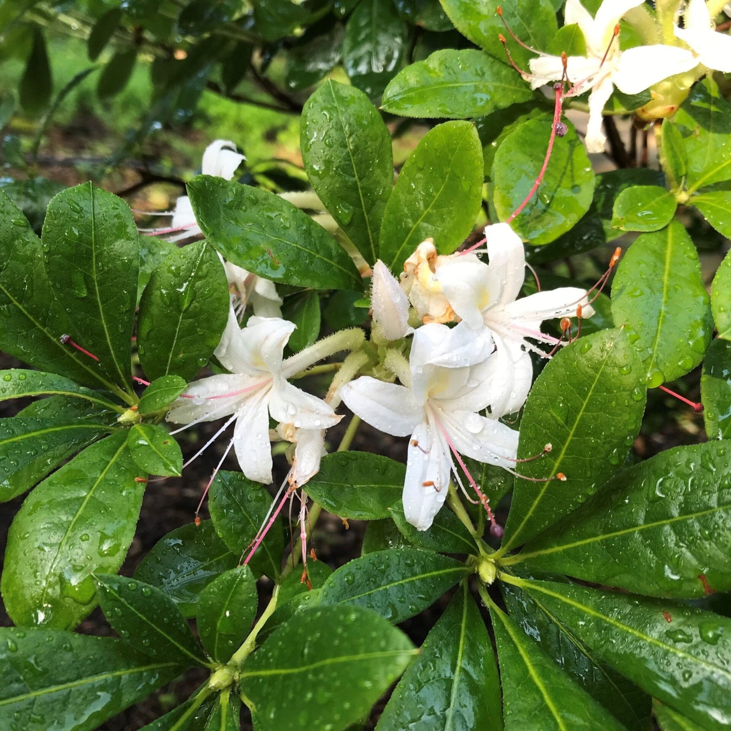 Rhododendron viscosum 'Summer Eyelet', summer eyelet swamp azalea