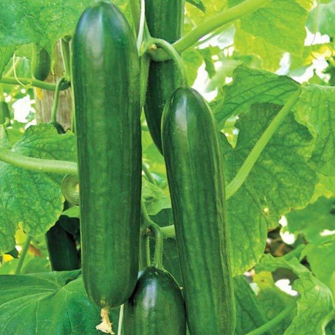 Cucumis sativus, Beit alpha cucumber