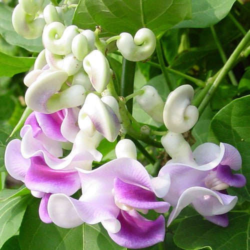 Cochliasanthus caracalla, Snail bean vine