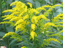 Solidago odora, Sweet goldenrod