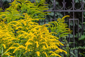 Solidago rugosa, Rough goldenrod
