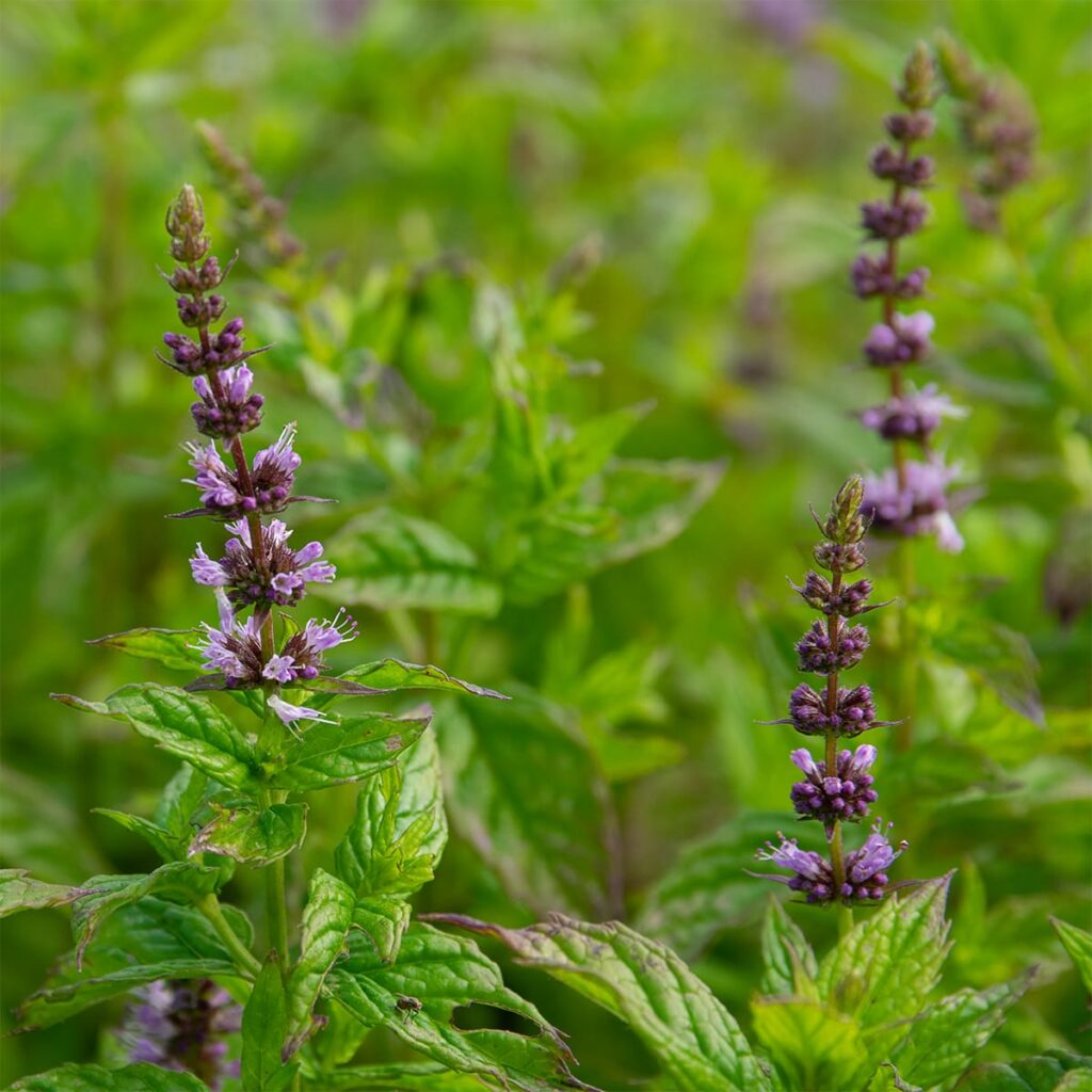 Mentha spicata, Spearmint