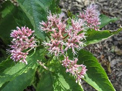 Eupatorium maculatum, Spotted joe pye weed