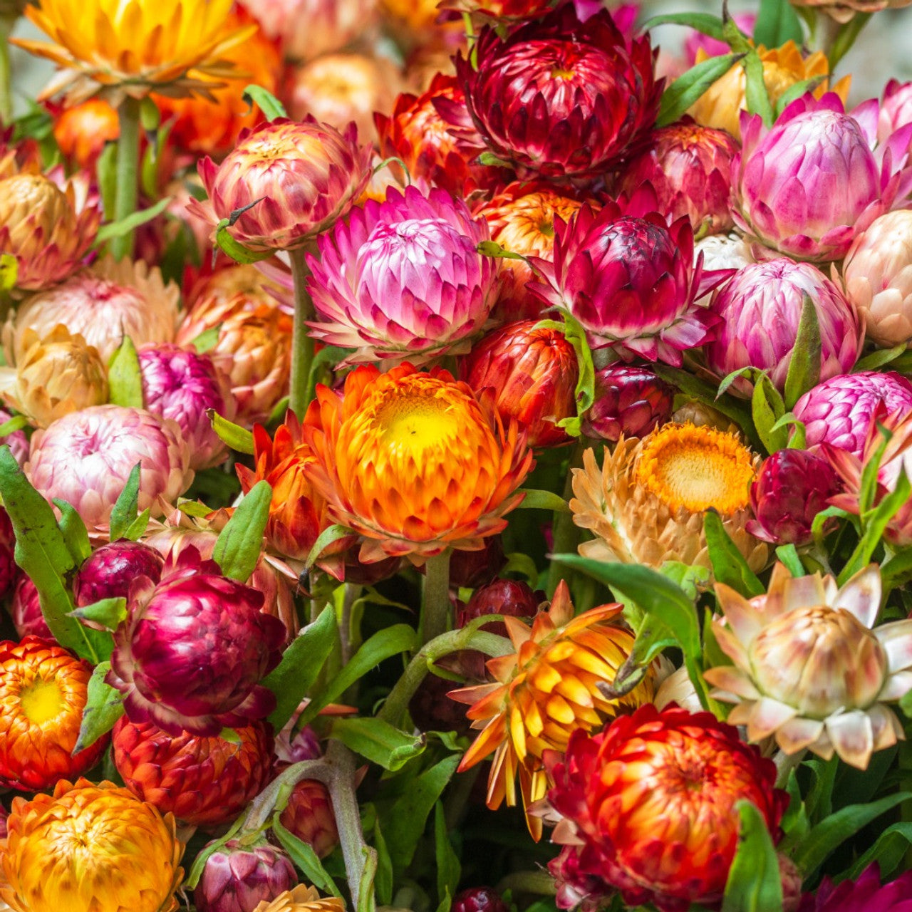 Xerochrysum bracteatum, Strawflower