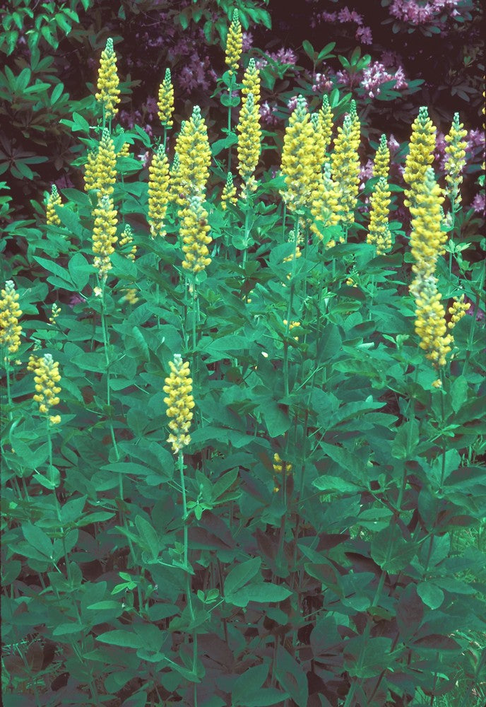 Thermopsis villosa, Carolina lupine