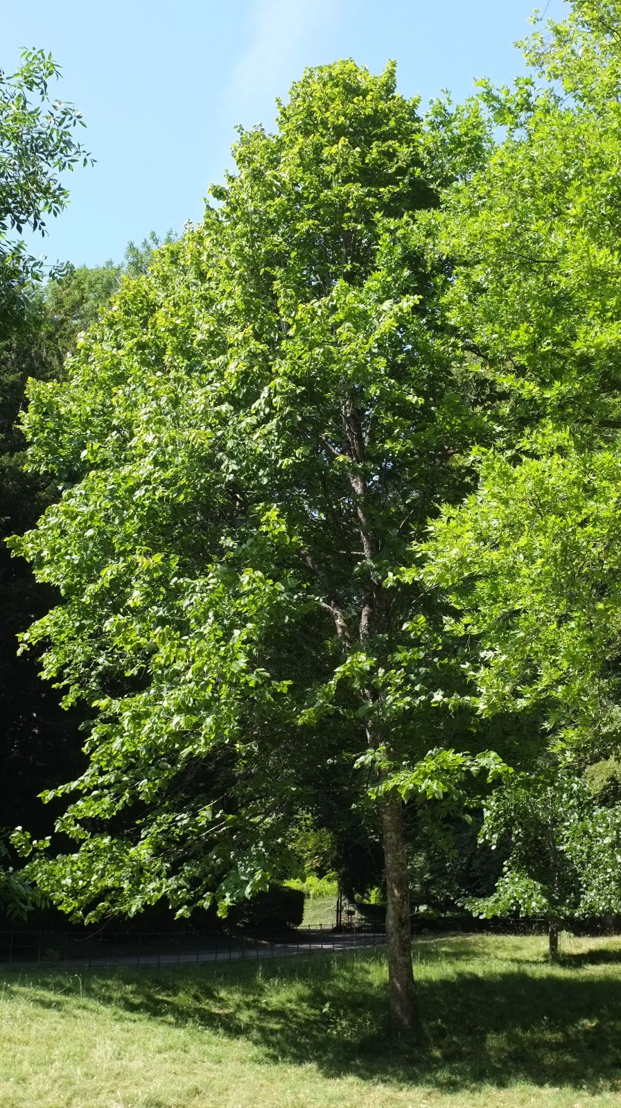 Tilia americana, American linden