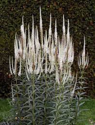 Veronicastrum virginicum, Culver's root