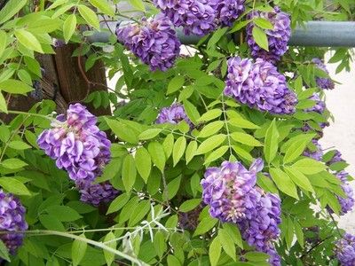 Wisteria frutescens, American wisteria
