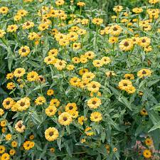 Zinnia peruviana, Peruvian zinnia (yellow)
