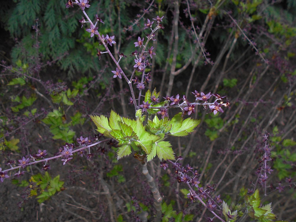 Xanthorhiza simplicissima, Yellowroot