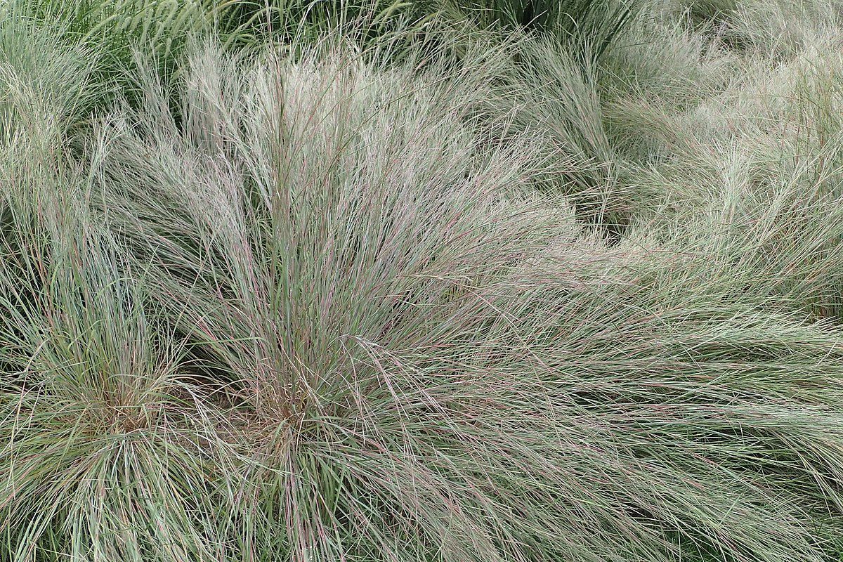Schizachyrium scoparium, Little blue stem