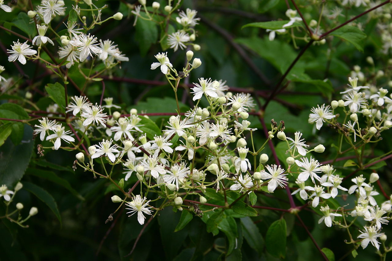 Clematis virginiana, Woodbine