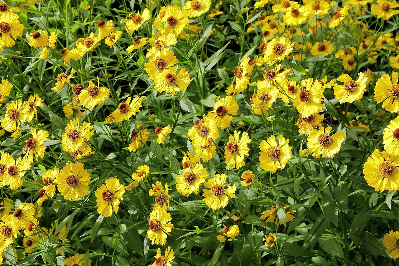 Helenium autumnale, Sneezeweed