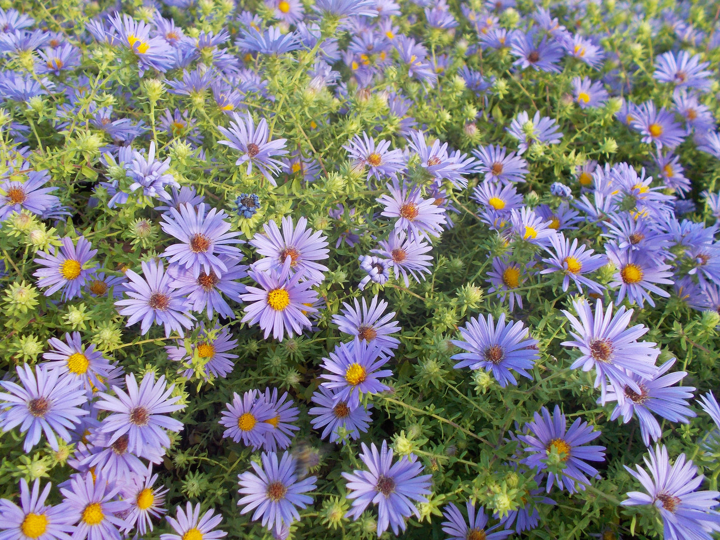 Aster oblongifolius, Aromatic Aster