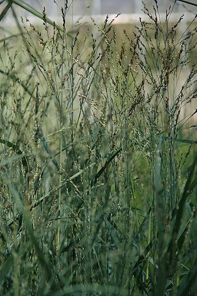 Panicum virgatum, Switchgrass