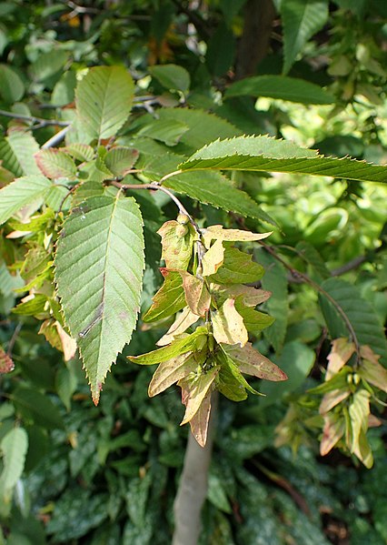 Carpinus caroliniana, American Hornbeam