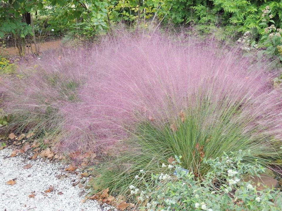 Muhlenbergia capillaris, Pink muhly grass