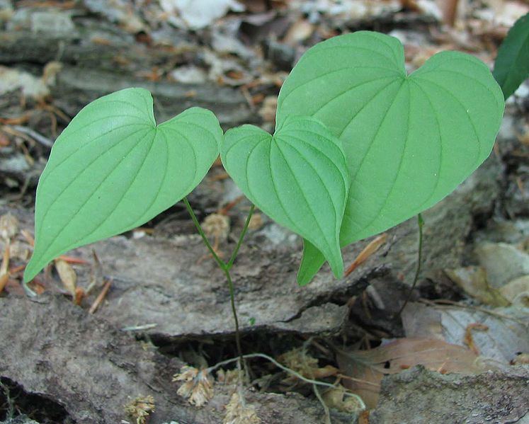 Dioscorea villosa, Wild Yam Vine